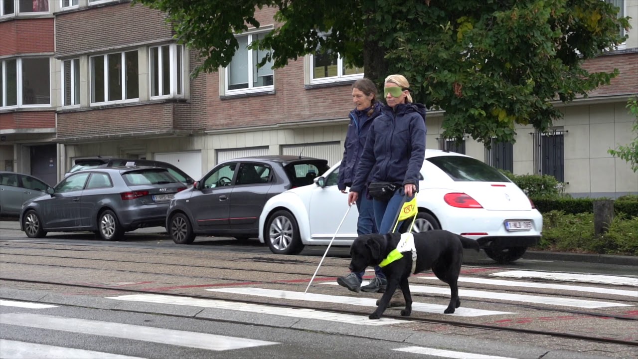 Scale Dogs training sessions with our  instructors and some of our puppy walkers