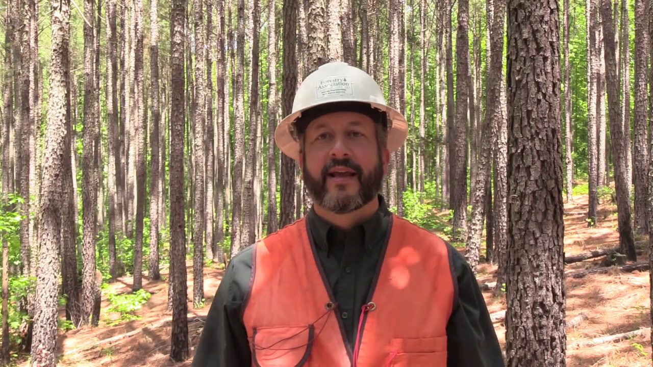 What Should be in your Forest Management Plan