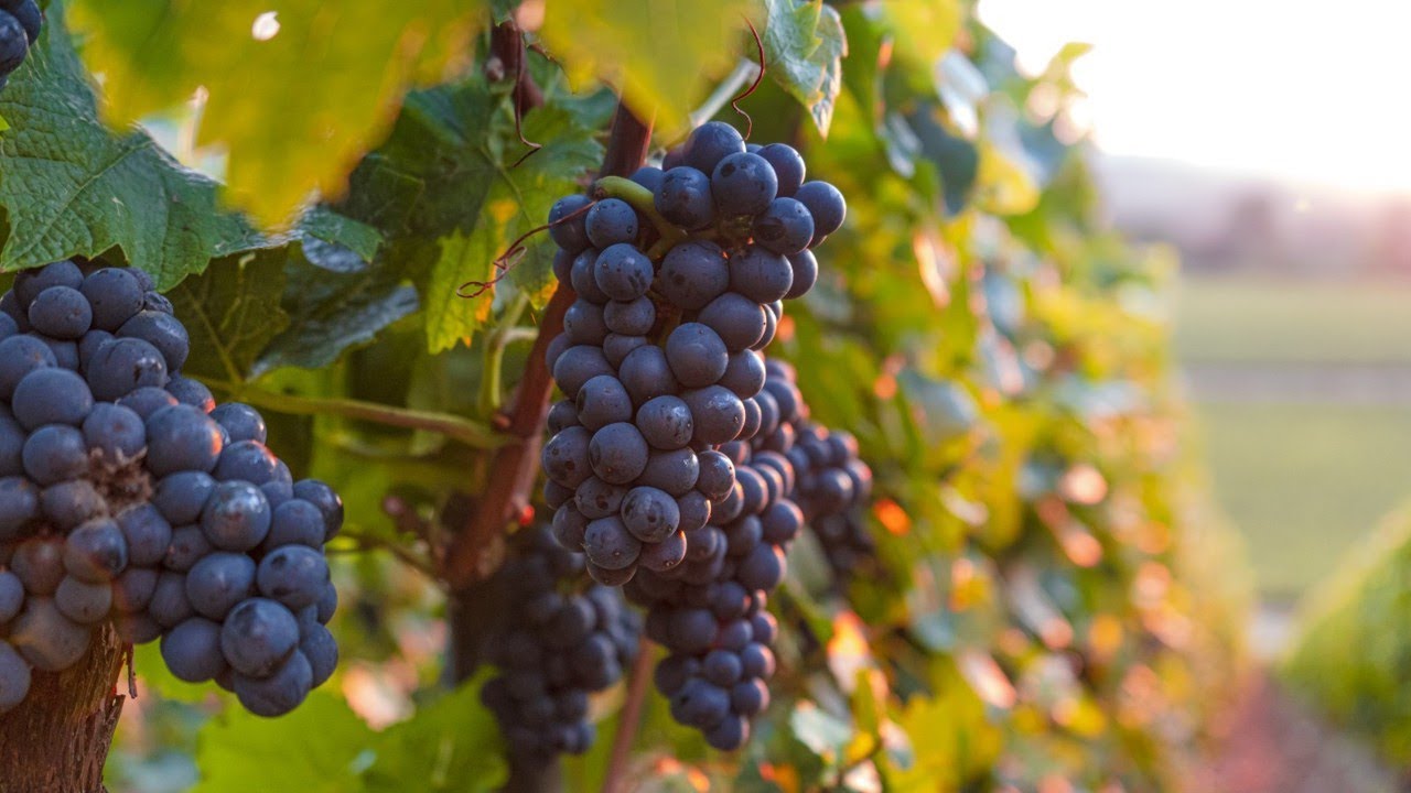 Victorian grape growers facing labour shortages