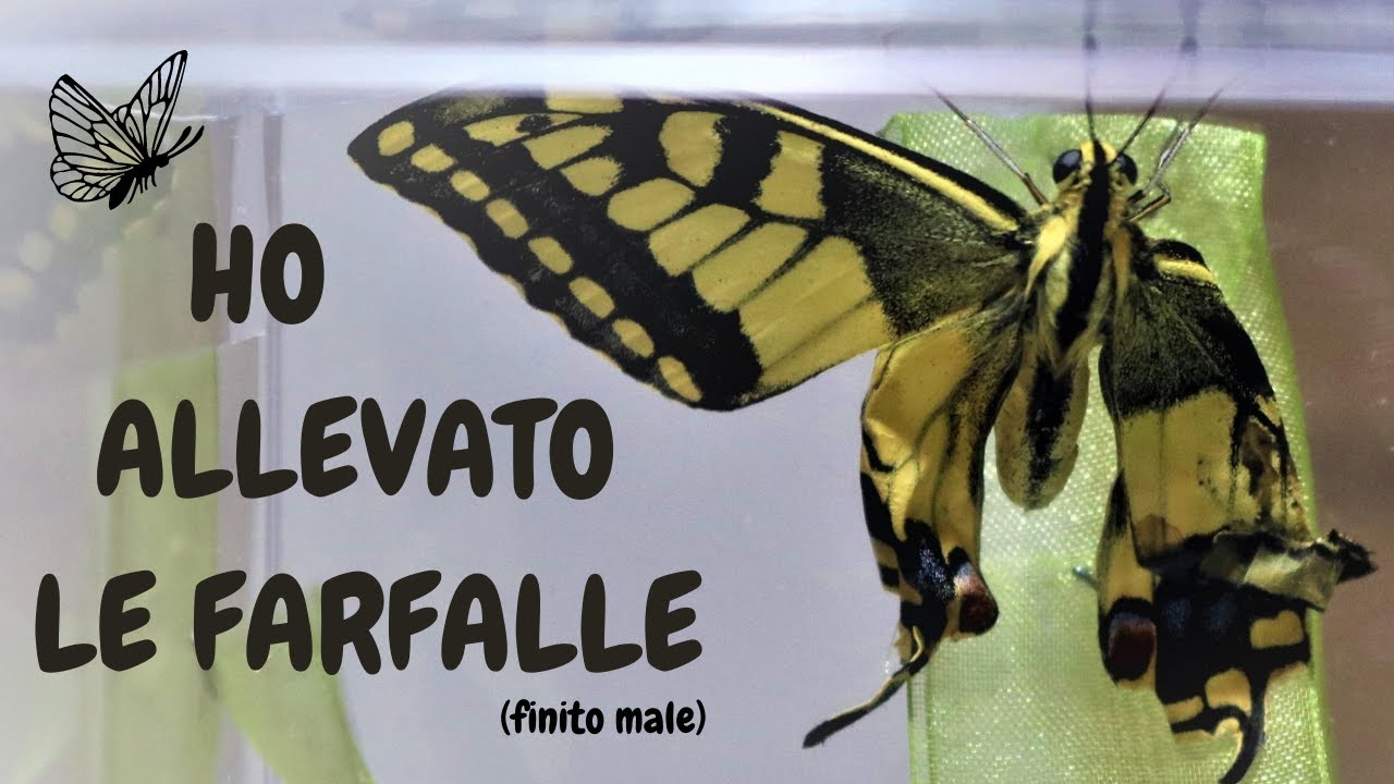 Ho allevato le farfalle (Finito male) - Macakit Smart Bugs collab