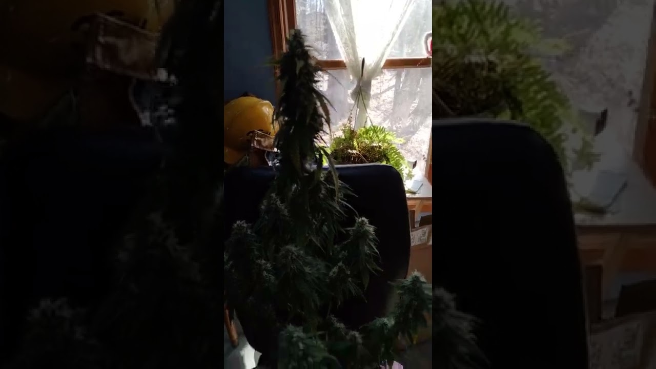 Harvest time  72 days White Widow Auto ILGM ❤️
