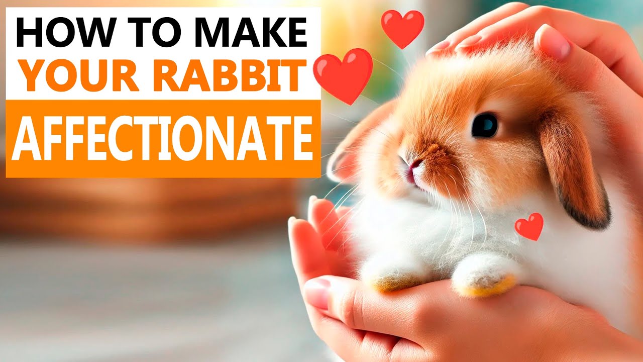 How can you make your rabbit more AFFECTIONATE?