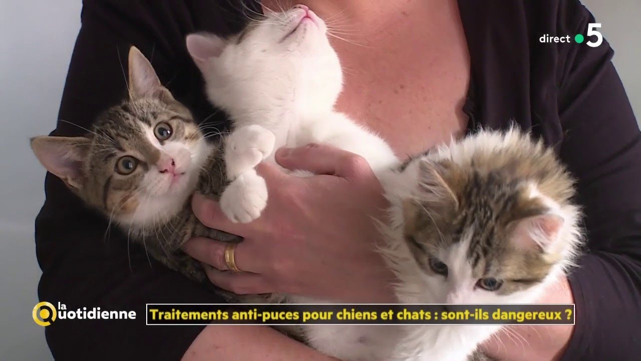 Traitements anti-puces pour chiens et chats : sont-ils dangereux ?