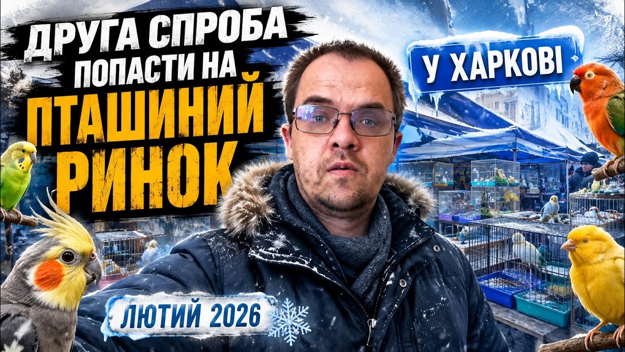Друга спроба попасти на Пташиний ринок у Харкові. Лютий 2026