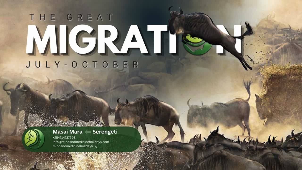 The Great Migration of Wildebeest, July - October
