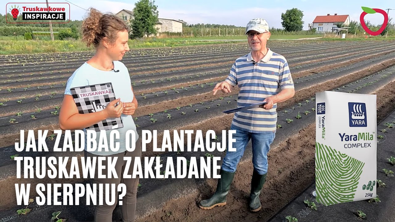 Jak zadbać o plantacje truskawek zakładane w sierpniu?