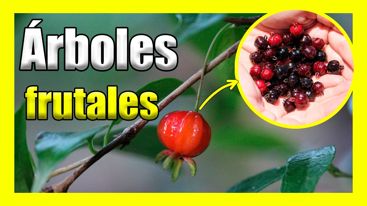🌳🍊 Conoce los 10 &Aacute;rboles Frutales Nativos de Argentina y Pa&iacute;ses Hermanos 🌿🍇