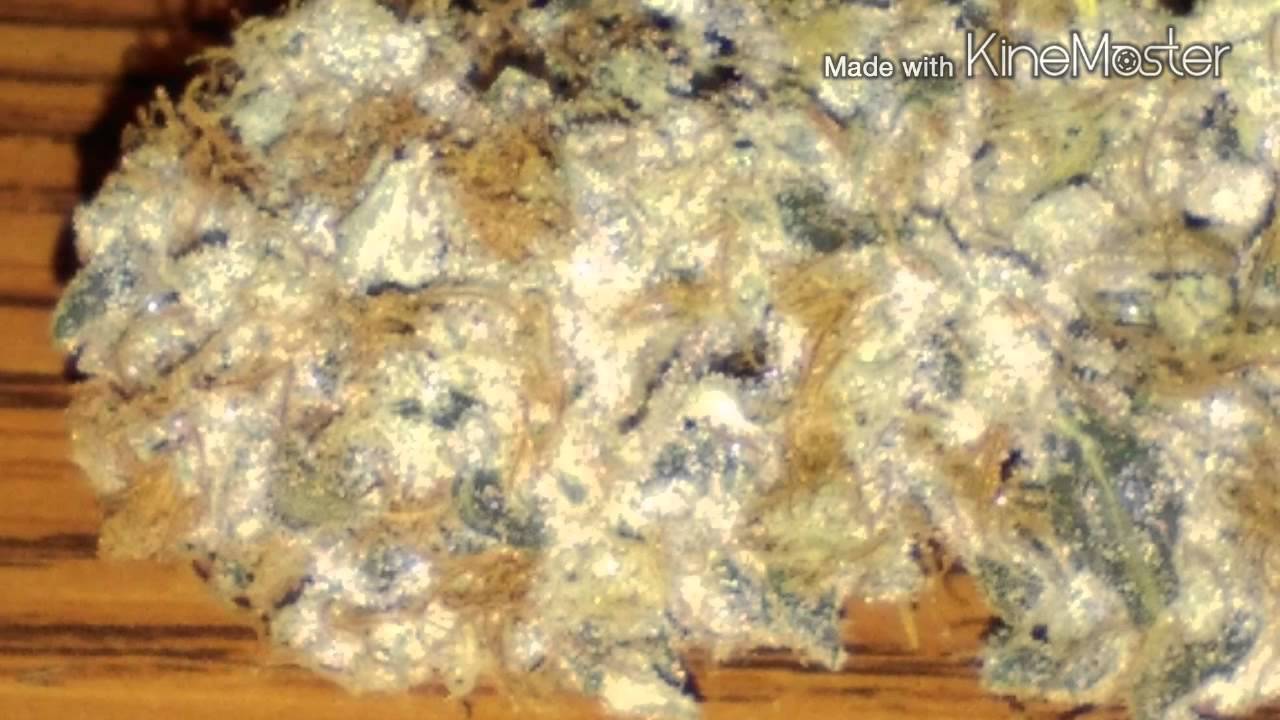 Alaska grown dank
