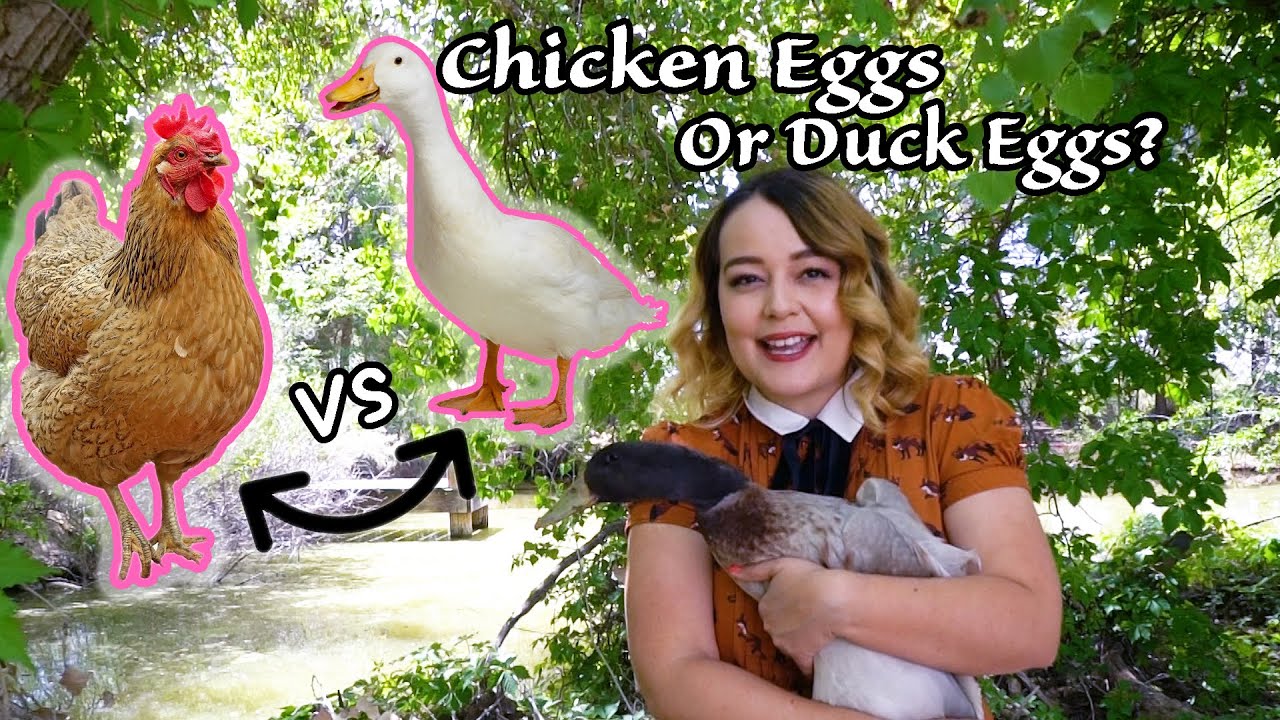 Chickens or Ducks? Best Laying Hens?