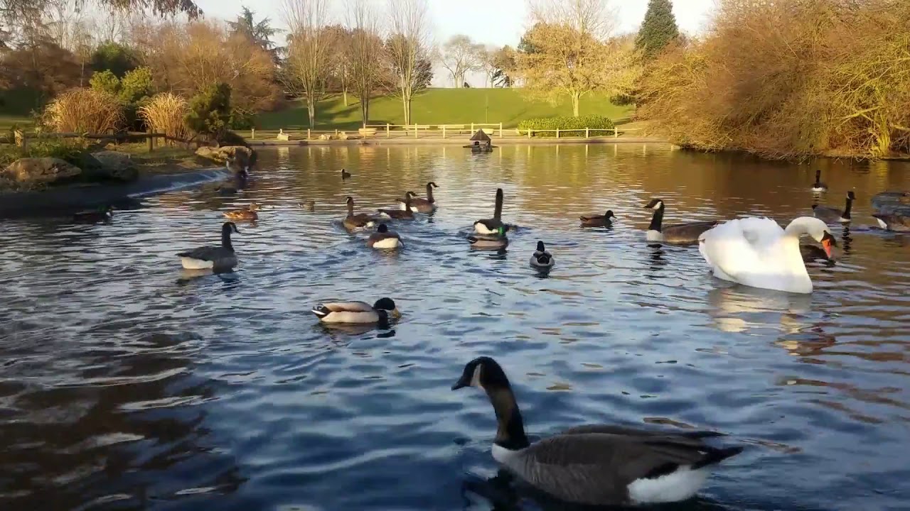 Duck Pond Ambience - park sounds, ducks, water