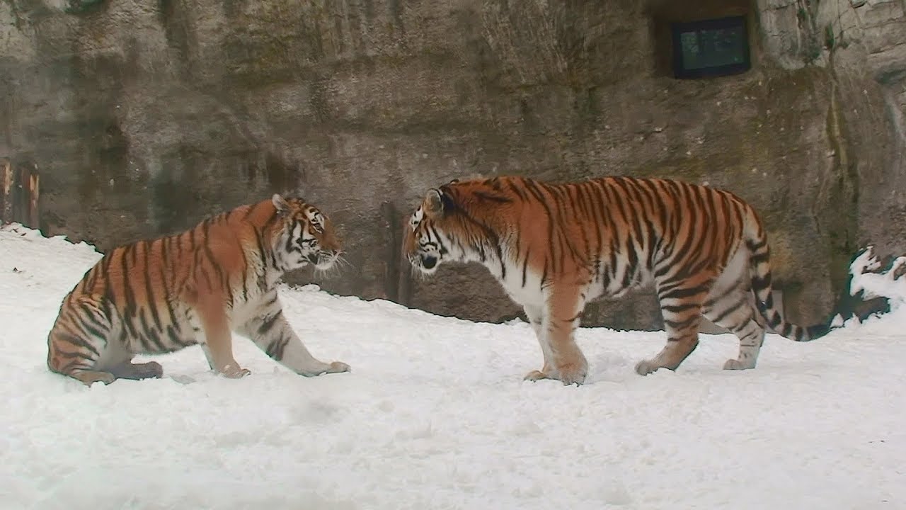 母と娘の関係…ザリアとナージャ （旭山動物園）siberian tiger, Parent-child relationship