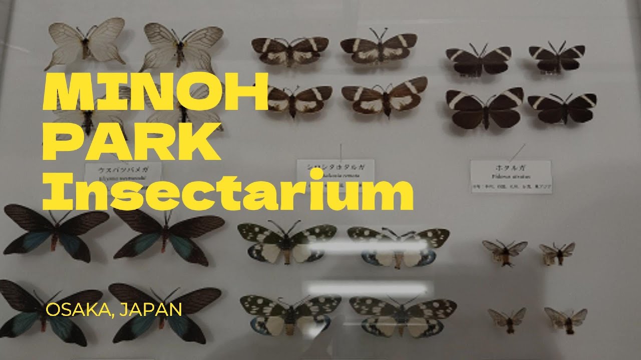 Minoh Insectarium พิพิธภัณฑ์แมลง ค่าเข้าอย่างถูก ที่โอซาก้า ญี่ปุ่น