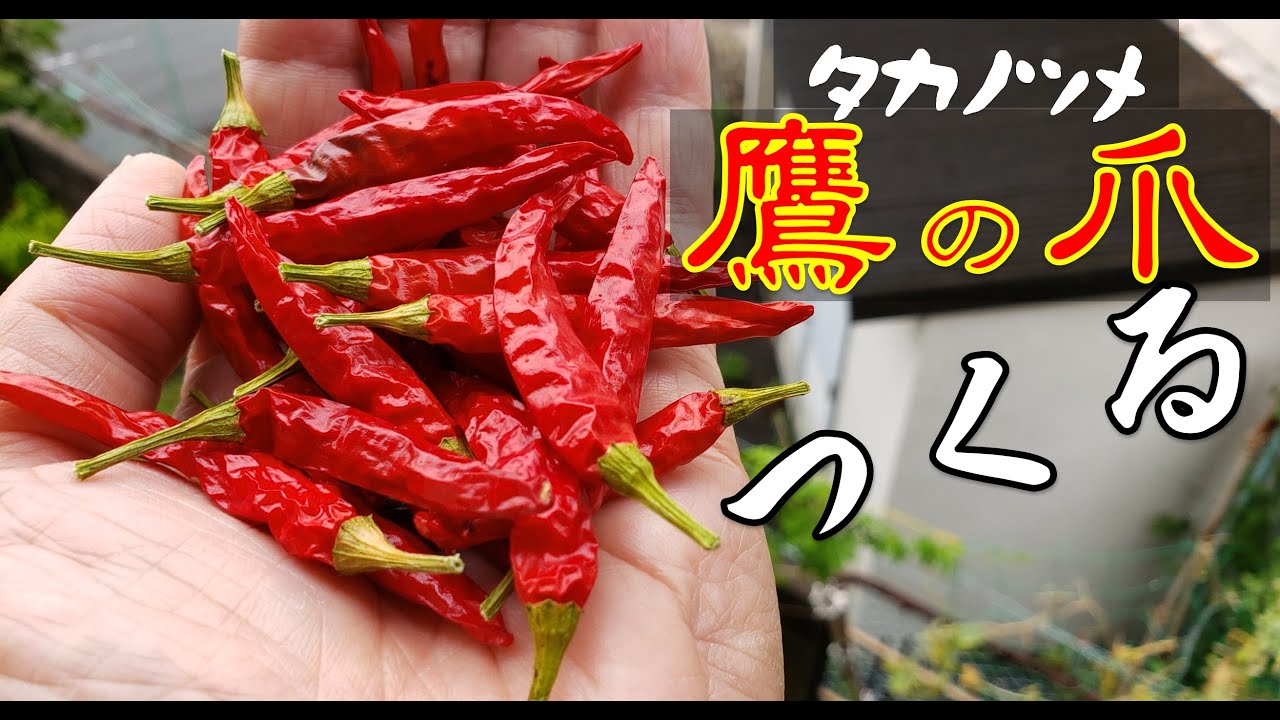 家庭菜園：プランター栽培「唐辛子」でタカノツメをつくる