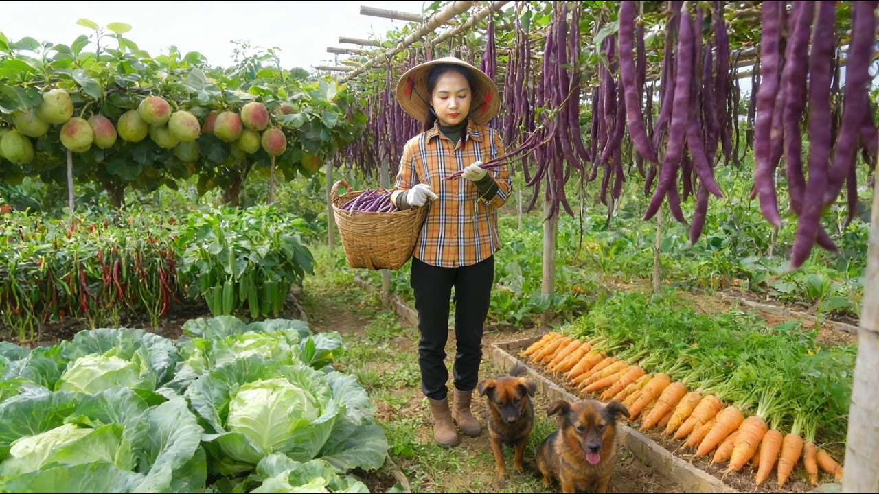 Harvest: Yardlong Beans, Napa Cabbage, Guavas, Chili Peppers, Okra For Sale And  Cook – Farm Life