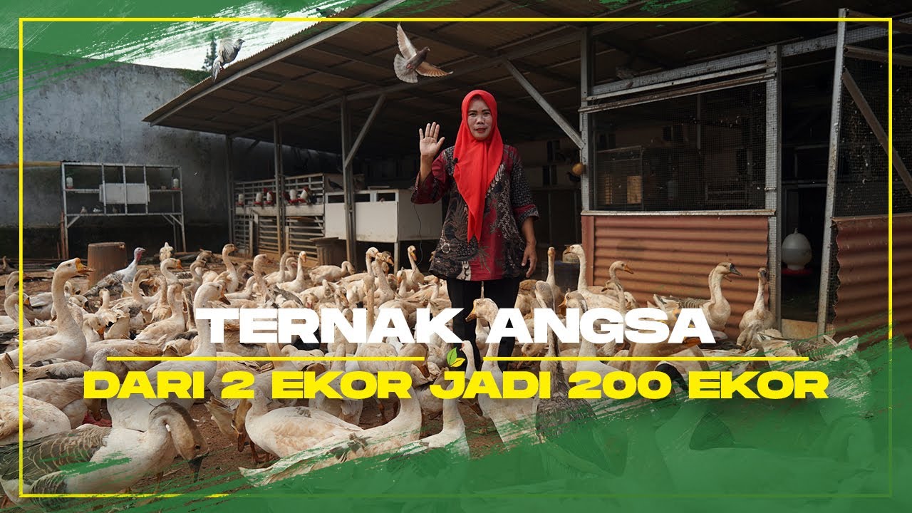 Ibu Ketua RW Ternak Angsa dari 2 Ekor Sampai 200 Ekor
