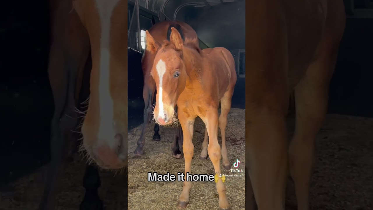 So glad my girls are back!!! 🙌&hearts;️ #broodmare #topwindranch #foal