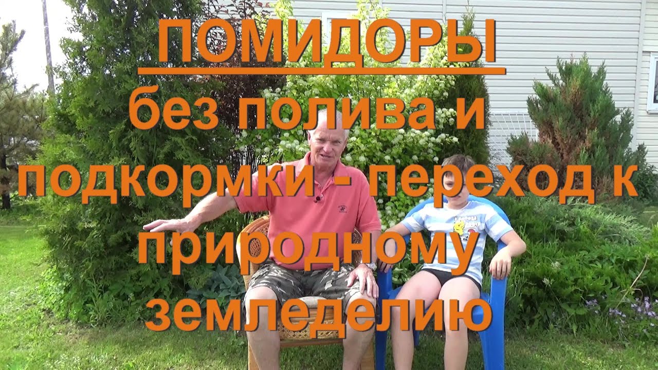 75, ПОМИДОРЫ без подкормок. Переход к ПРИРОДНОМУ земледелию без полива и удобрений!