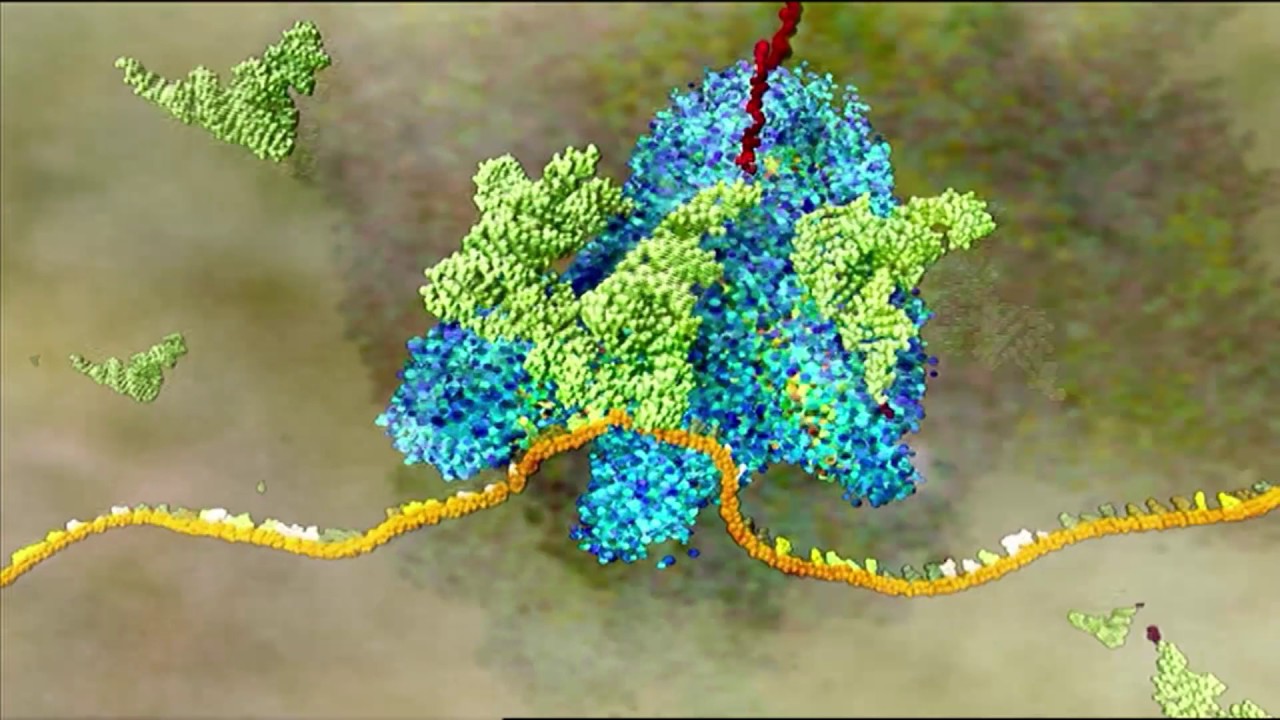 Traducci&oacute;n (descripci&oacute;n detallada) | HHMI BioInteractive Video