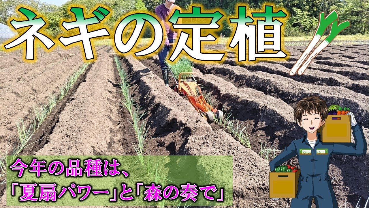 【ネギの定植】苗がちょっと伸び過ぎてしまったけど、今年も安定した収益頼みます！