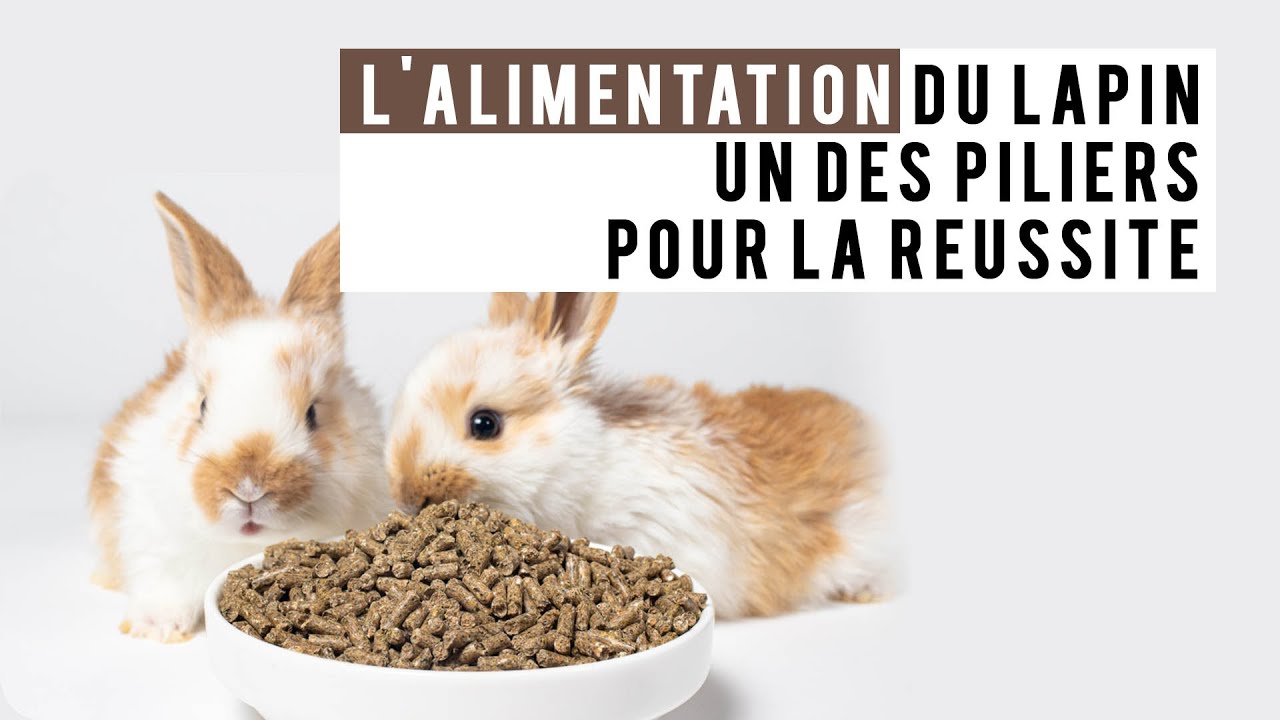 L'alimentation du Lapin, un des piliers pour la réussite.