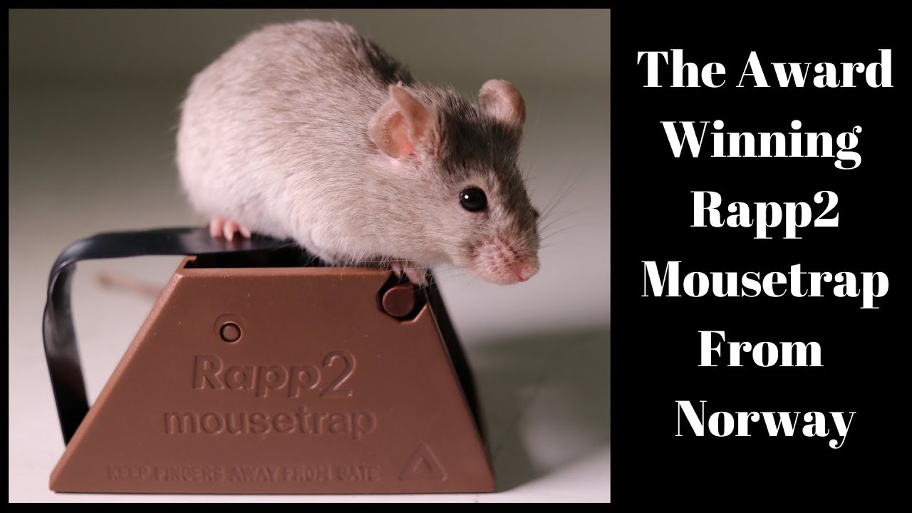 The Award Winning Rapp2 Mousetrap From Norway. Mousetrap Monday