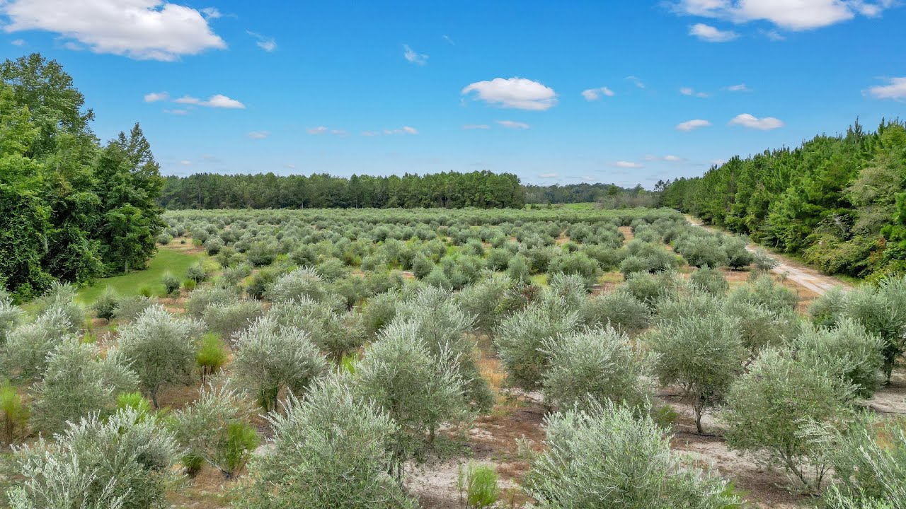 Woodpecker Trail Olive Farm For Sale in Glennville, GA