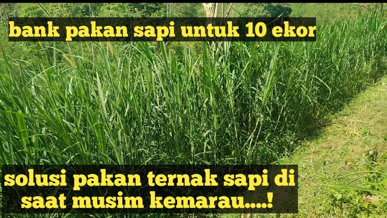solusi ternak sapi bali di musim kemarau , bank pakan yang berlimpah