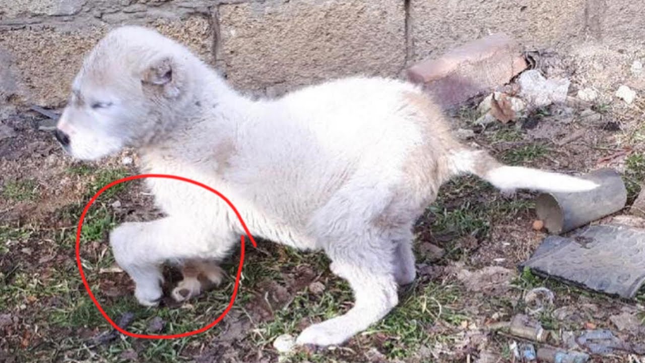 The kids teased the disabled puppy because of her appearance and the 2 year journey of change