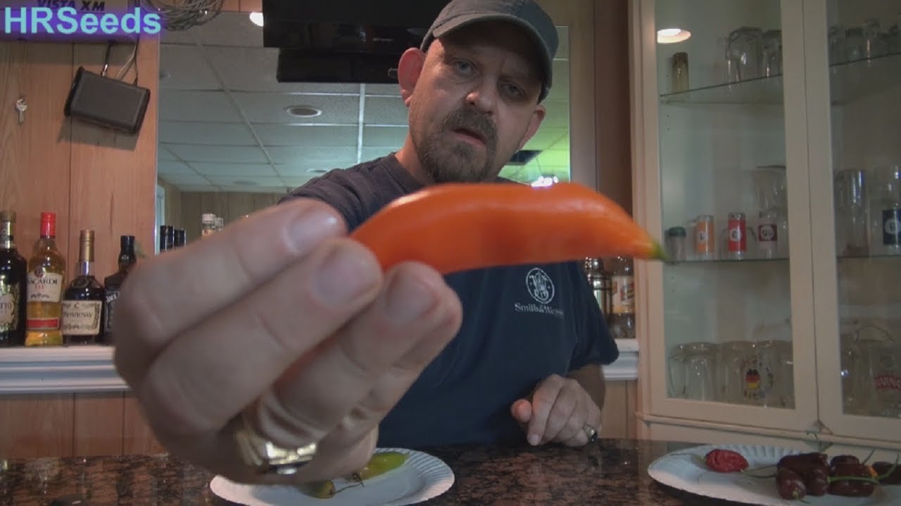 ⟹ Aji Amarillo Pepper | Capsicum baccatum | Pod Review