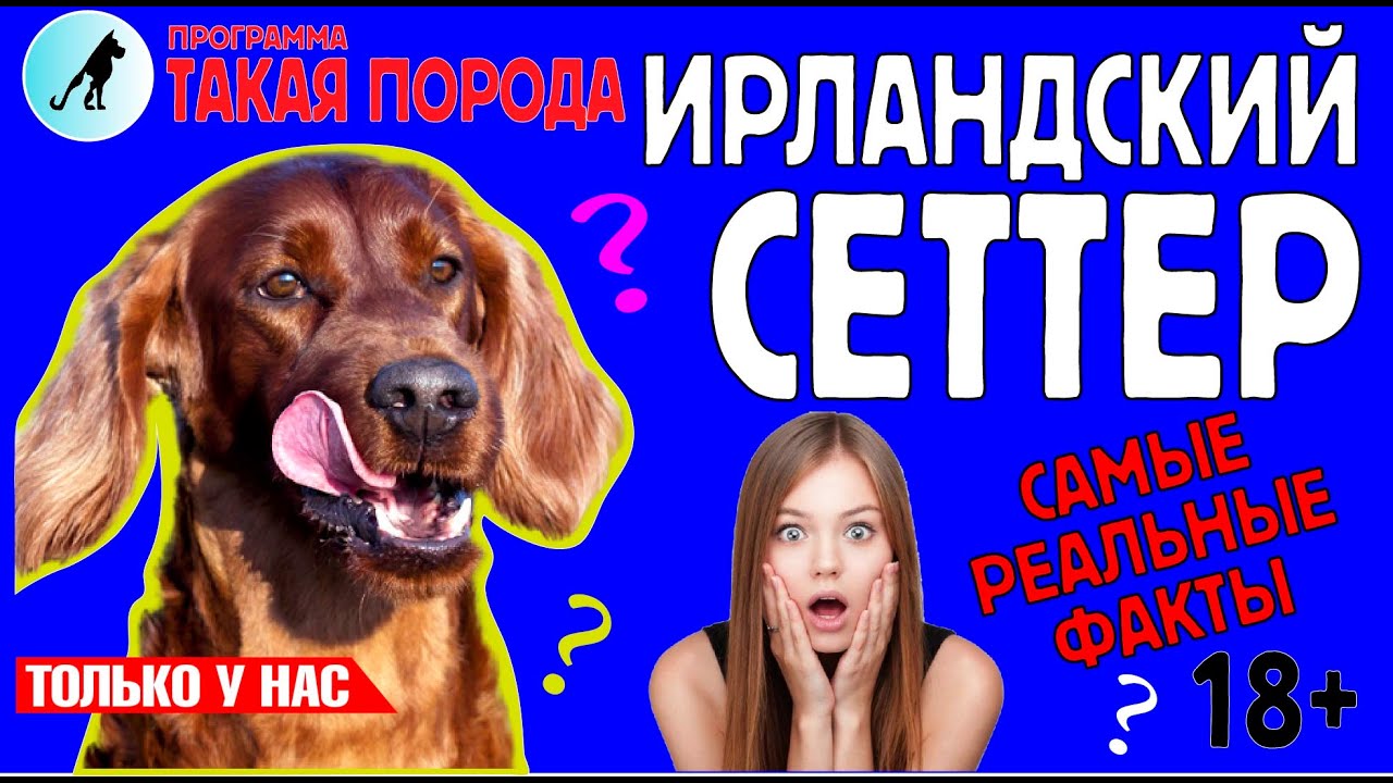 Такая порода. Ирландский сеттер