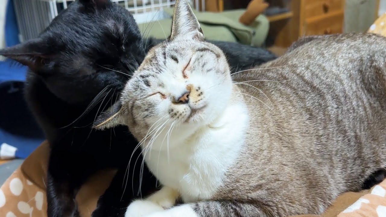 どんなに疲れていても頑張る黒猫くんは女子猫たちからモテモテなのです