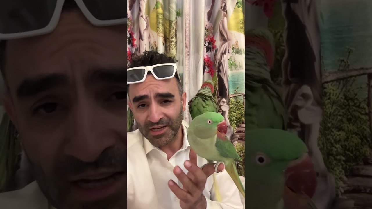 شاهطوطی یا الکساندر پارامیت بزرگ - توتی درست است طوطی اشتباه