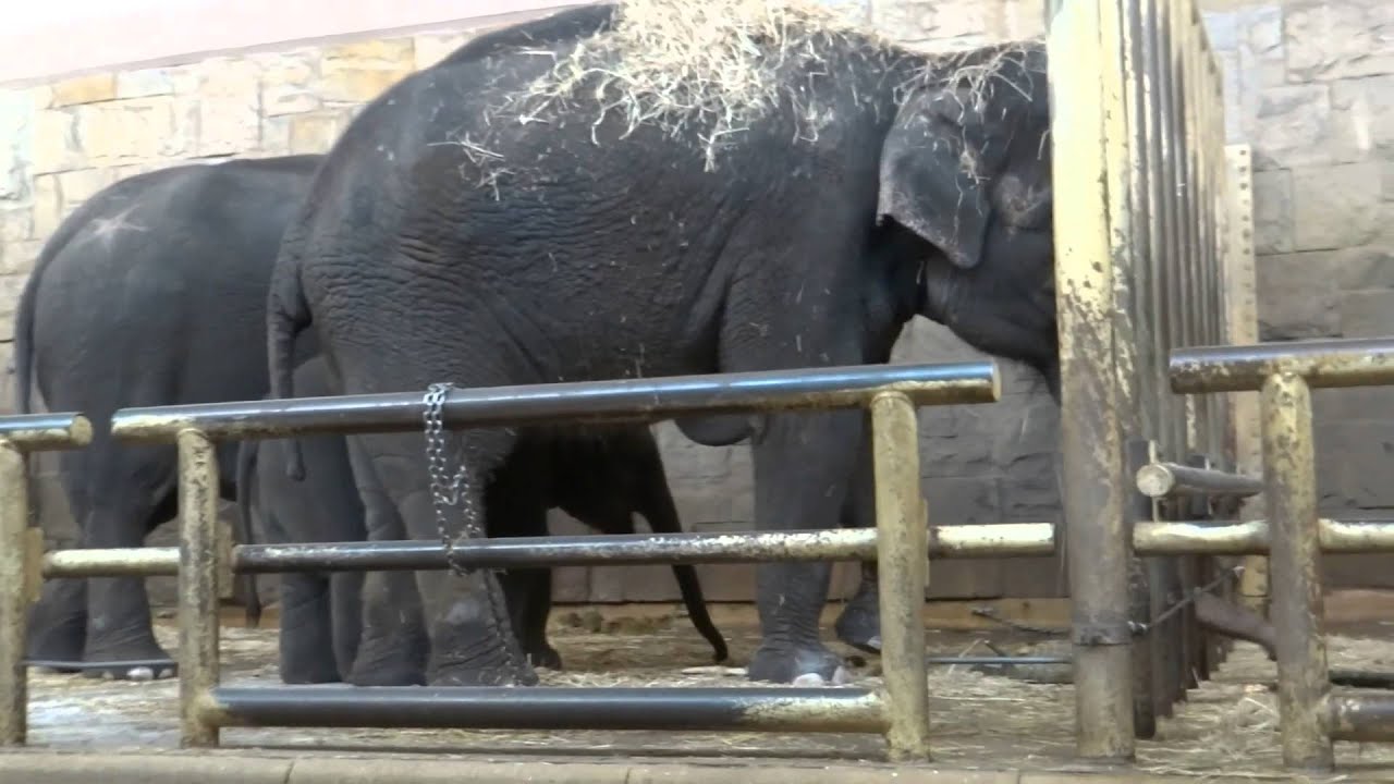 Knabberei f&uuml;r Giganten