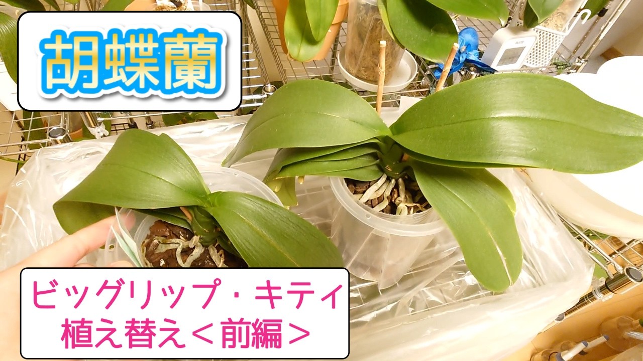 前編【花終わりの胡蝶蘭】ビッグリップ・キティの植え替えをしました