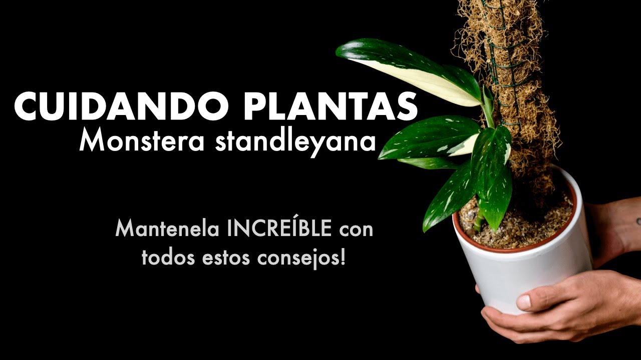 🪴 Buscas una planta que no pierda el variegado? Cuidando Plantas: Monstera standleyana 🪴