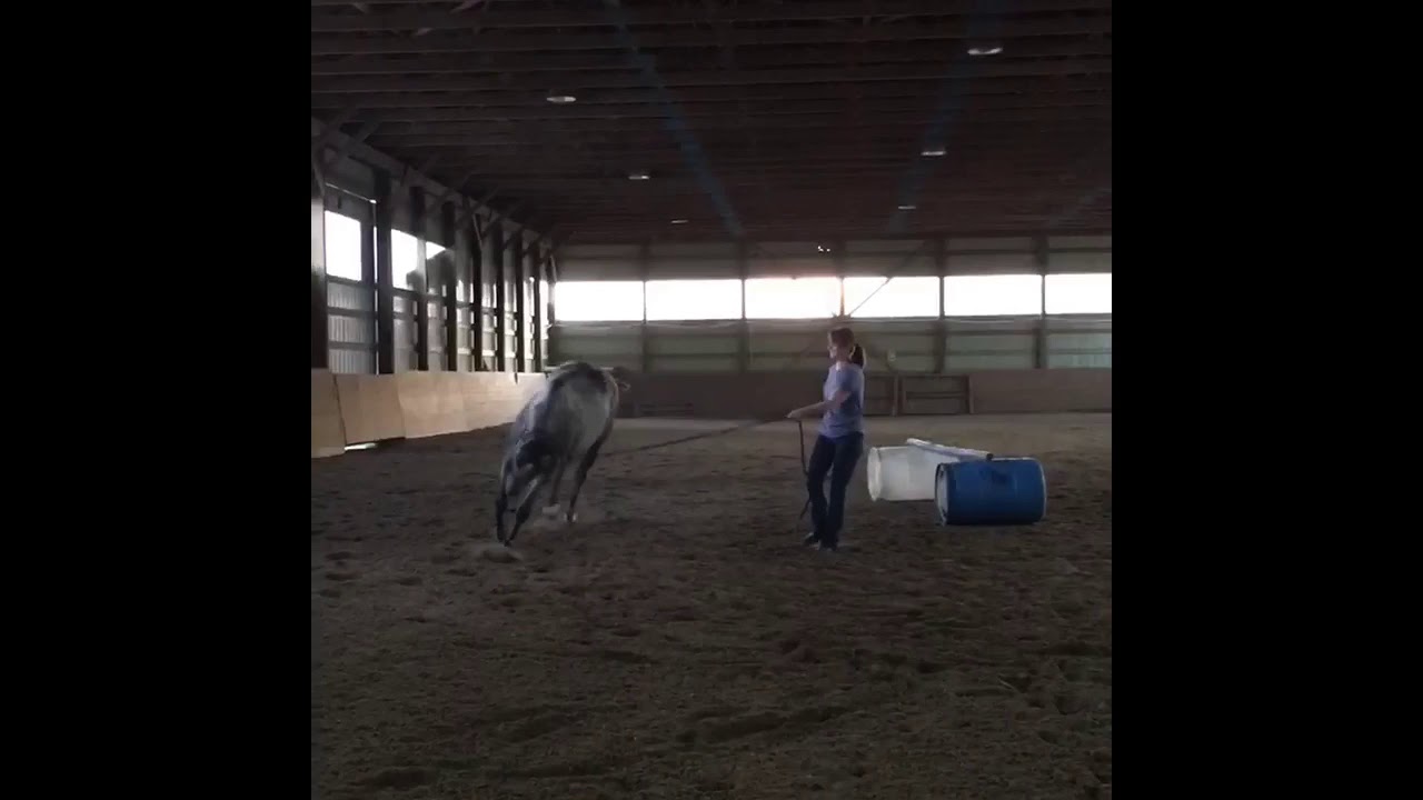 Highly Prescribed - Jumping, Groundwork