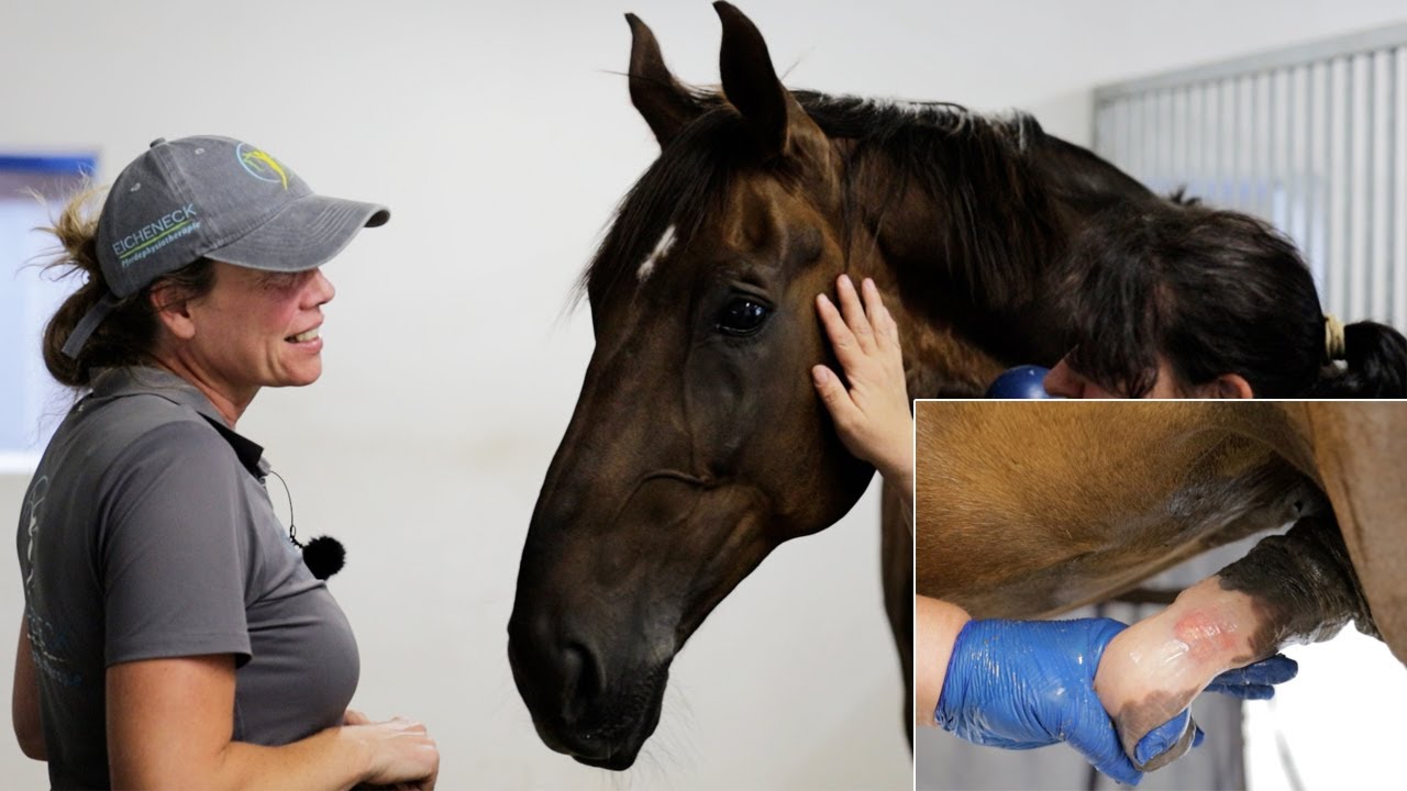 Erschreckende Entdeckung bei Dressurpferd Ruby - Großer Wallach braucht schnelle Hilfe