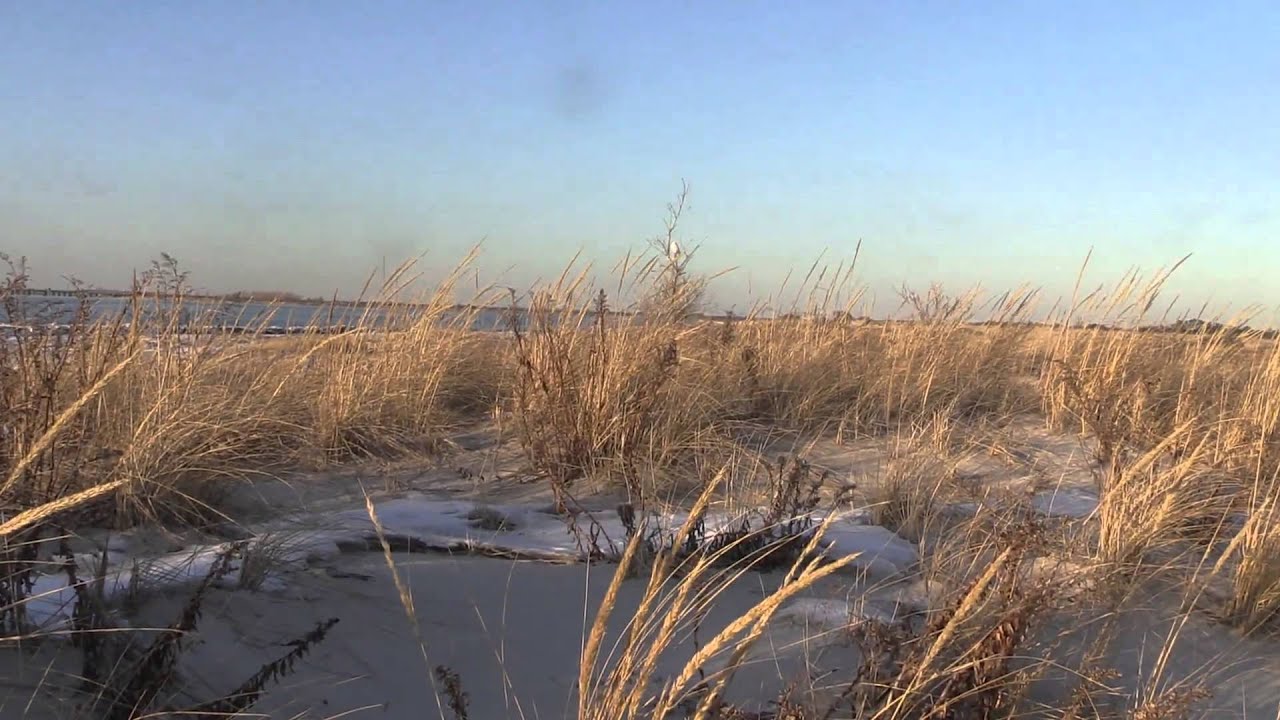 Flying Snowy Owl