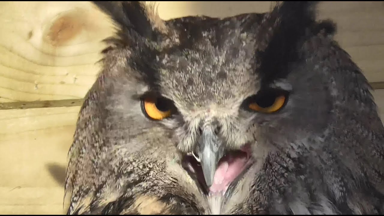 Eagle owl screeching