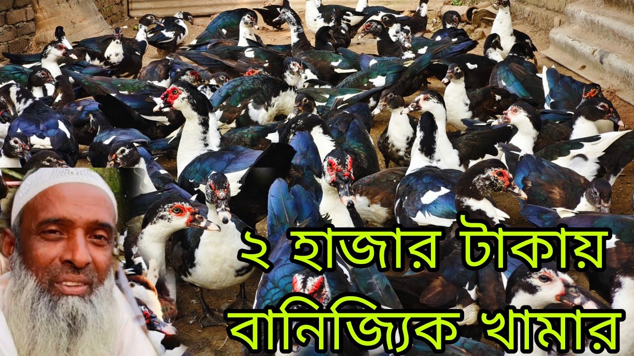 ২ হাজার টাকা থেকে বাণিজ্যিক হাঁস খামার। commercial poultry farms from  Rs.. 2000.