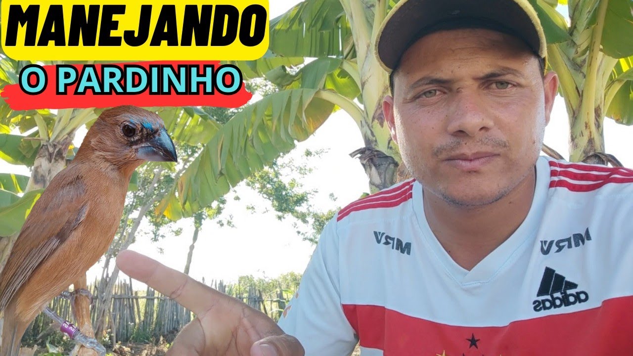 Manejo di&aacute;rio do AZUL&Atilde;O pardo, assim se cria um AZUL&Atilde;O diferenciado