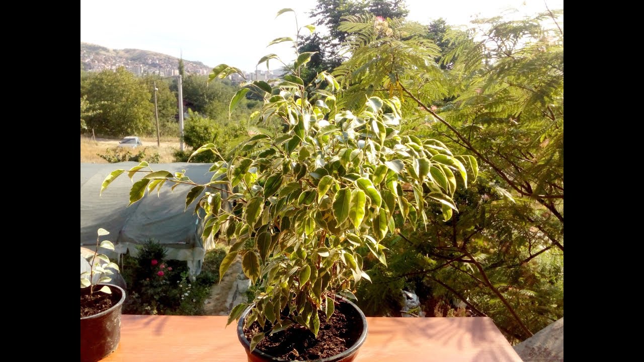 Grow from cutting ficus benjamina variegata