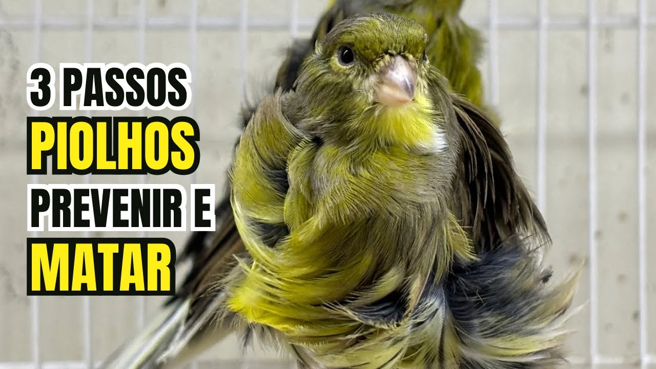 PIOLHOS em CANÁRIOS: Três passos para PREVENIR e ACABAR com eles