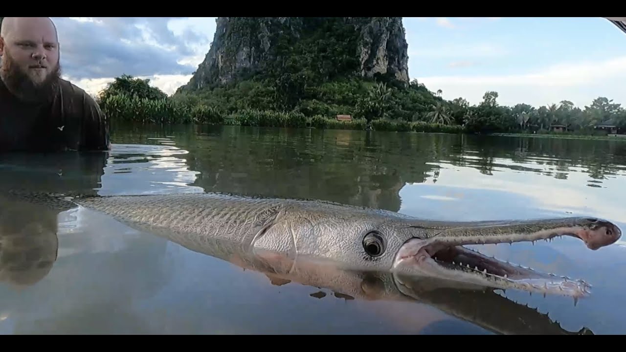 Steven gets acquainted with a camera-shy Alligator gar at Jurassic Mountain Fishery.