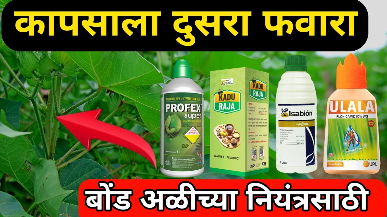 कापसाला ही फवारणी घेतली नाही तर होईल नुकसान // kapus dusari fvarani @rahulshindekrushi