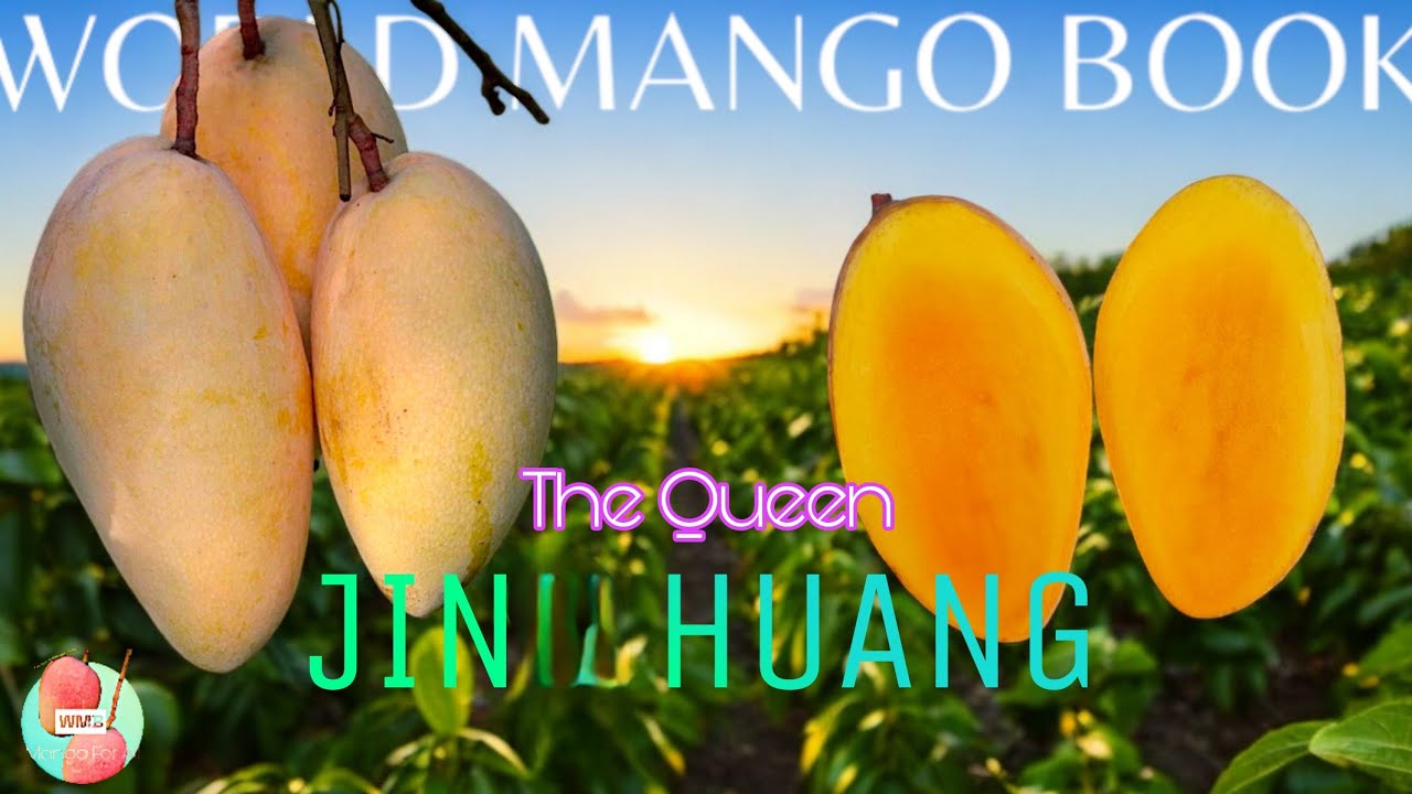Everything About Jin Huang | Beauty With Brain | Kiew Yai/ Cat scigon/ Golden Queen/ Jing Huang