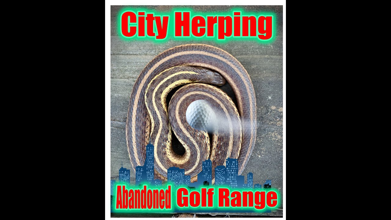 City Herping at an Abandoned Gold Range in NYC!