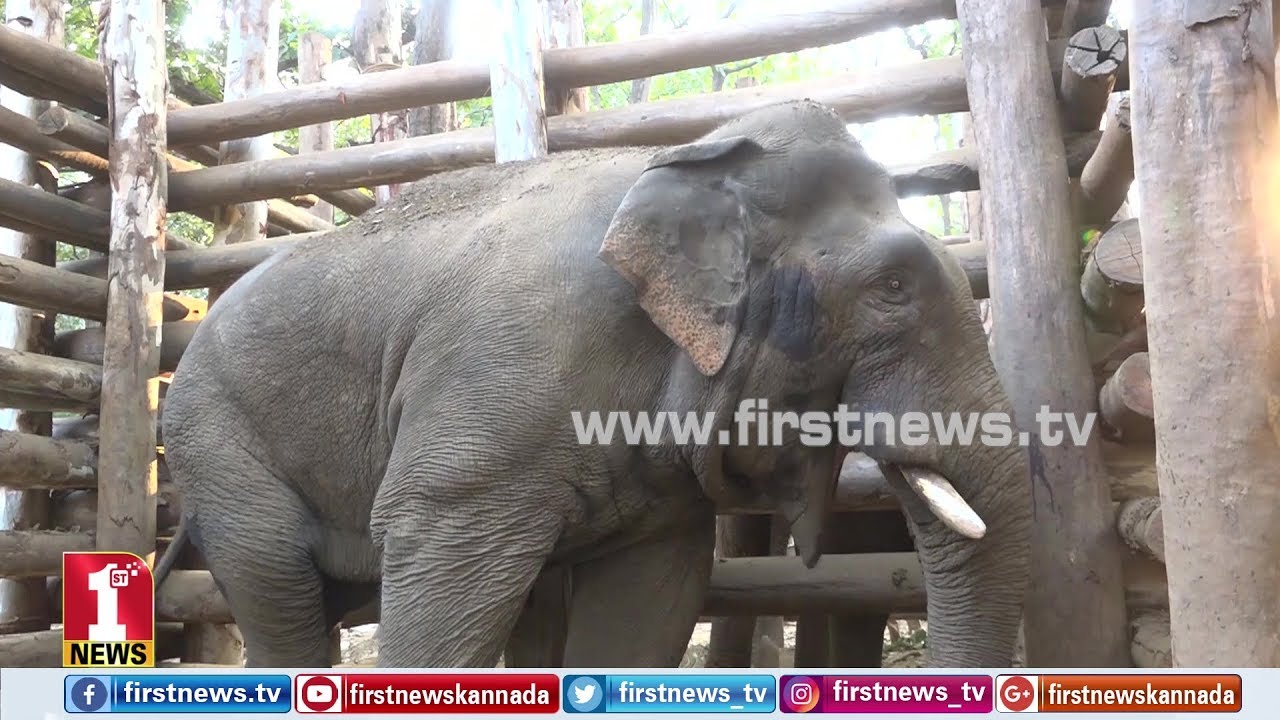 ನಾನು ಯಾರ ಮಾತೂ ಕೇಳಲ್ಲ..! ಆದ್ರೆ..!  | Shivamogga | Wild Elephant in Sakrebylu Elephant Camp