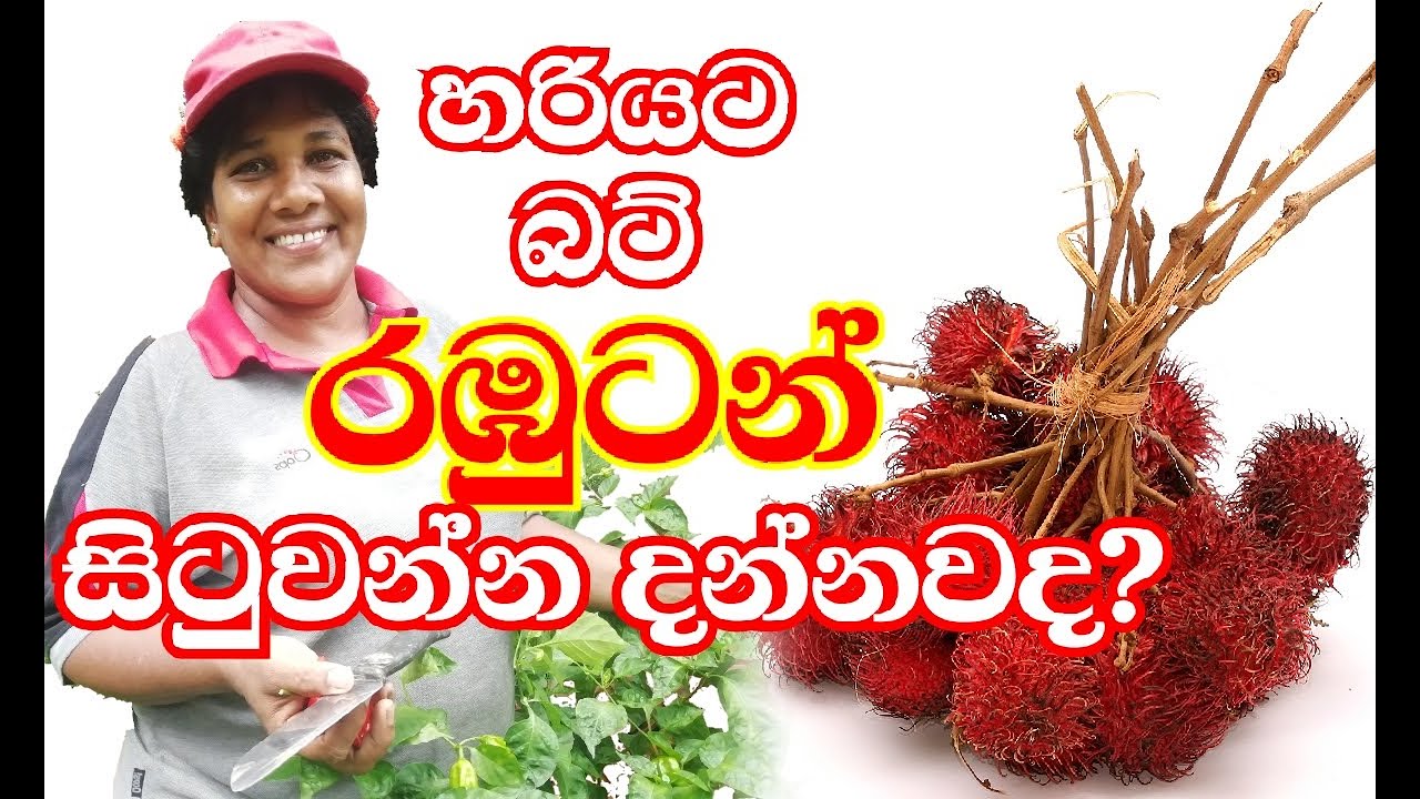 බට් රඹුටන් සිටුවමු - මල්වාන රඹුටන් - අපේ වත්ත | Rambutan - Ape Waththa
