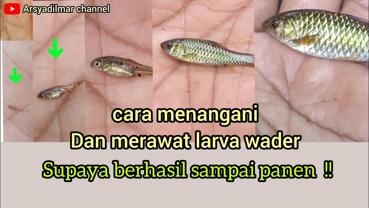 tips merawat larva wader, usia 0 - 15hari (usia rawan mati).. simak videonya.